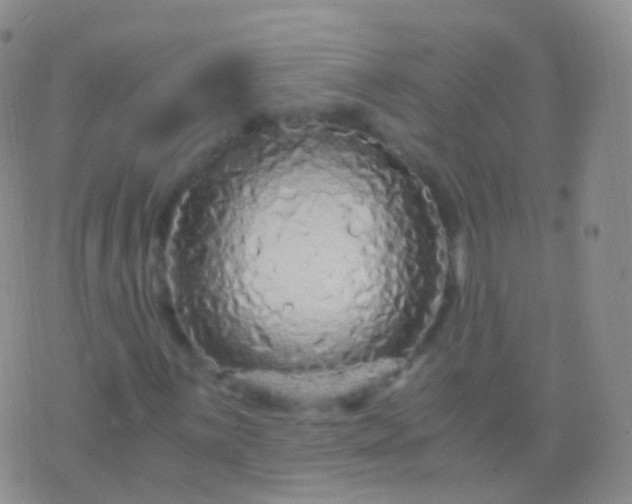 X0000076431059200610202239