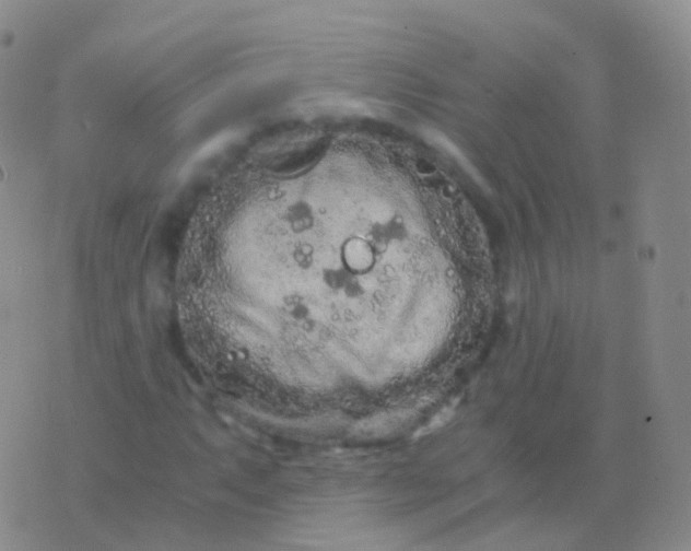 X0000076431063200610202239