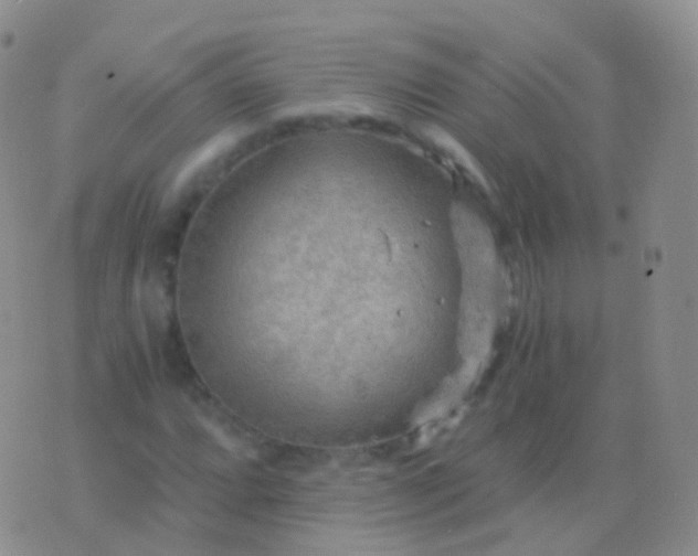 X0000076431064200610202239