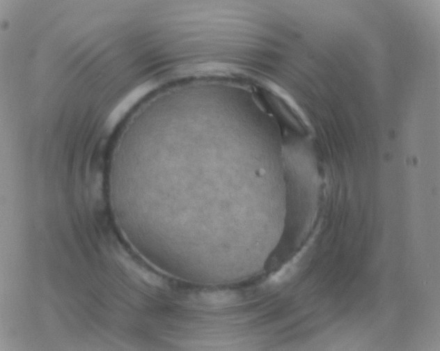 X0000076431066200610202239