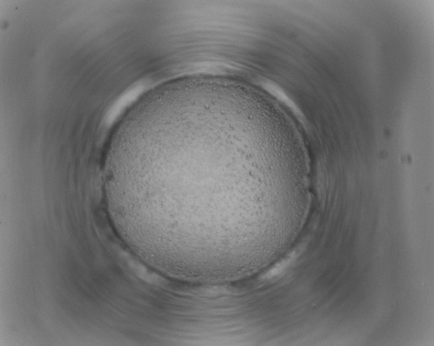 X0000076431067200610202239