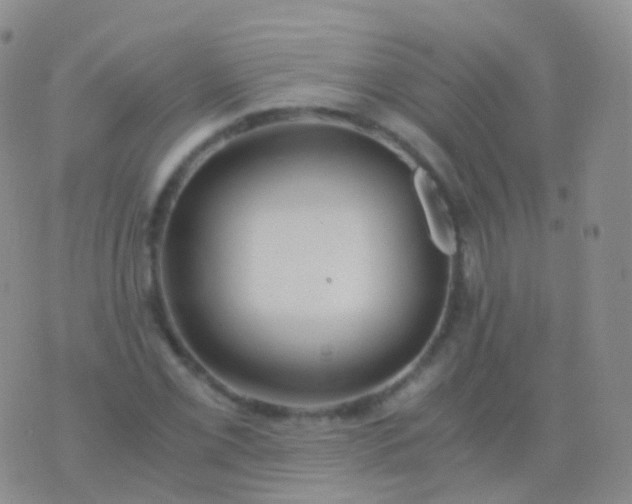 X0000076431069200610202239