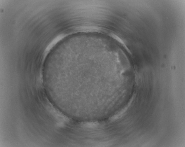 X0000076431074200610202239