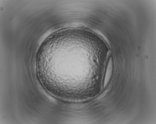 X0000076431083200610202239