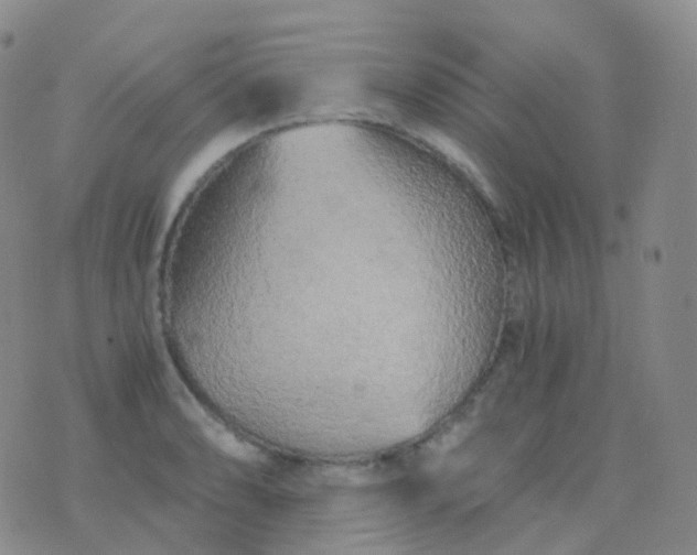 X0000076431086200610202239