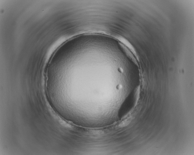 X0000076431096200610202239