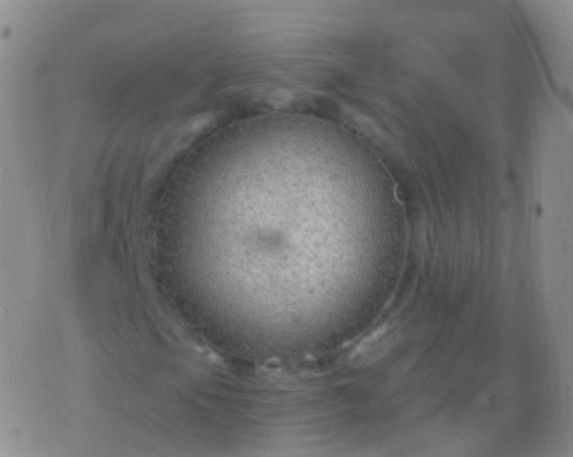 X0000076431105200610202238