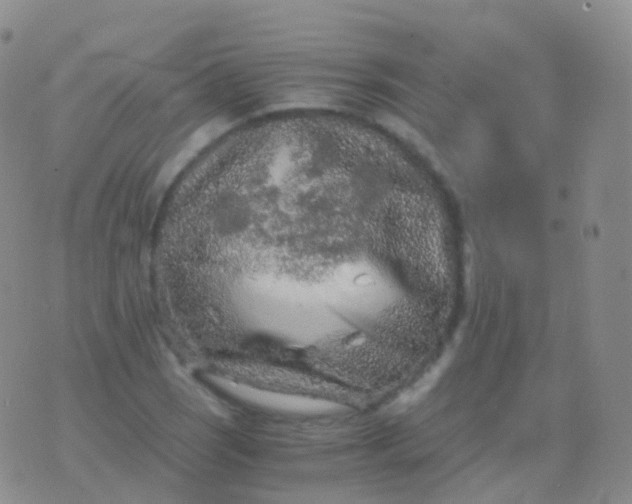 X0000076431121200610202238