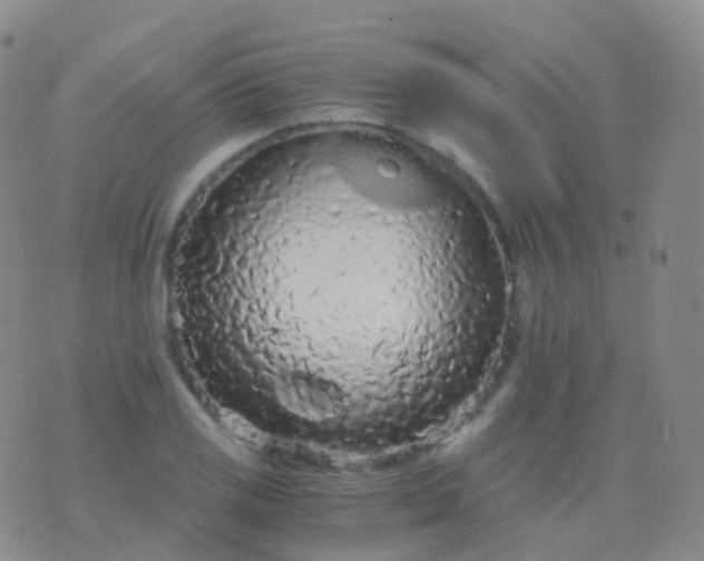 X0000076431125200610202238