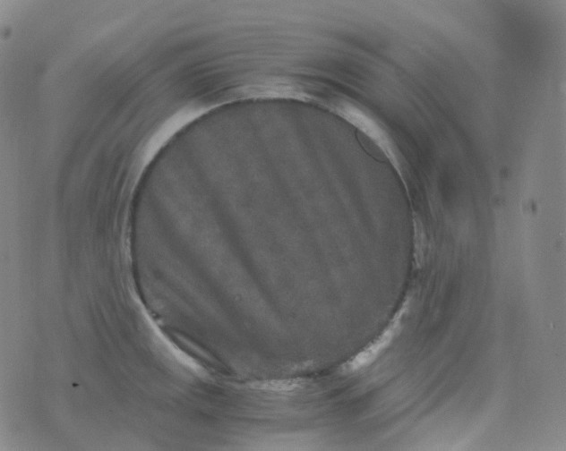 X0000076431141200610202238