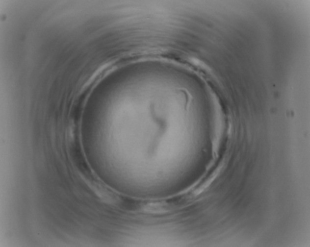 X0000076431161200610202238