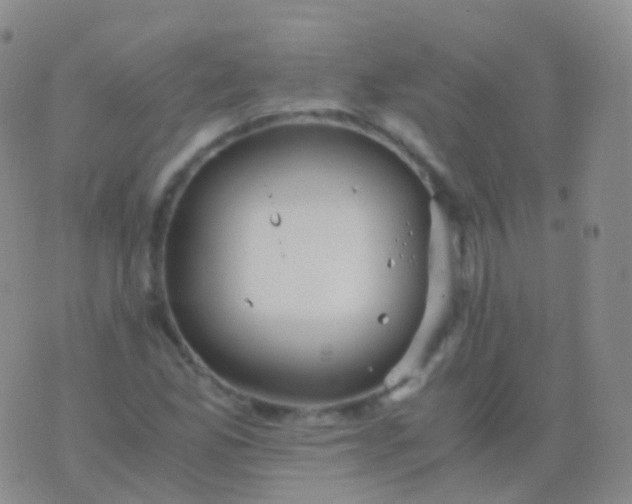 X0000076431165200610202237