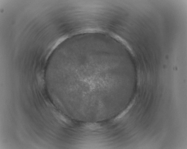 X0000076431170200610202237