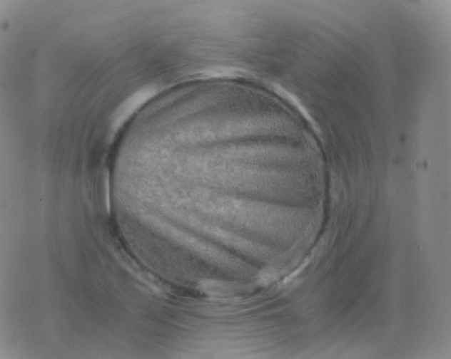 X0000076431171200610202237