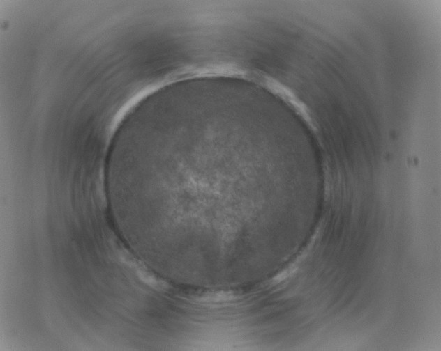 X0000076431174200610202237