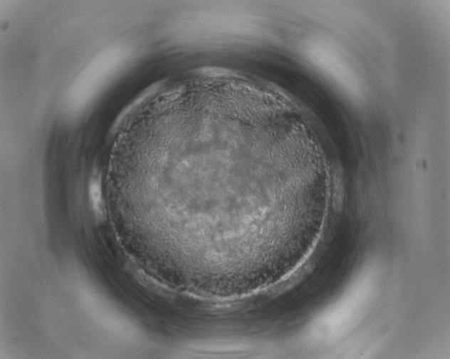 X0000076431198200610202237