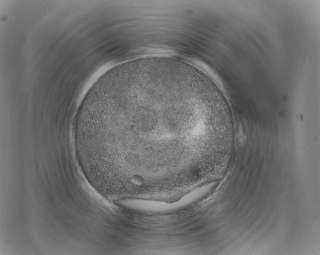 X0000076431243200610202237