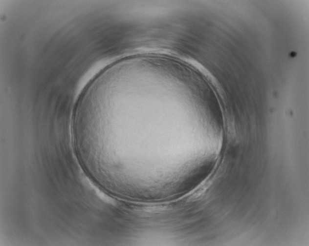 X0000076431294200610202235