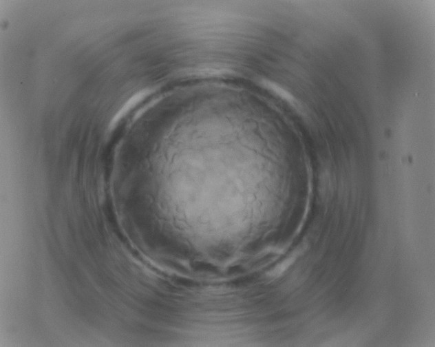 X0000076431306200610202235