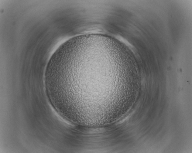 X0000076431423200610202233