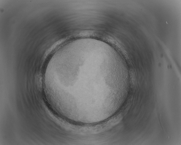 X0000076430016200610271745