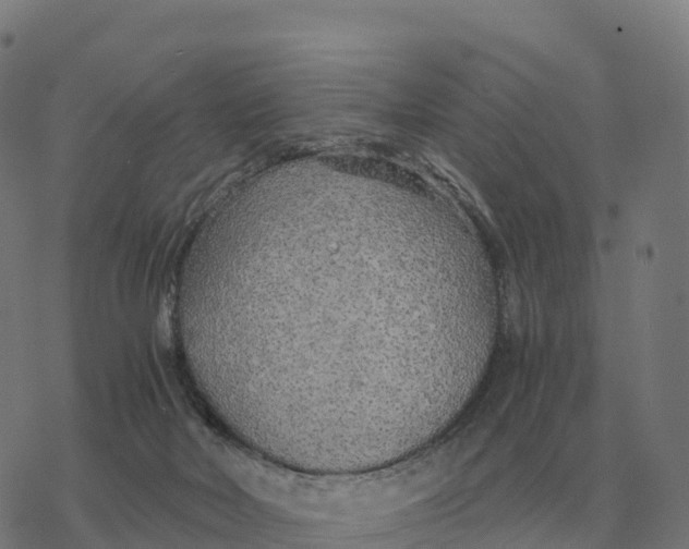 X0000076430026200610271744