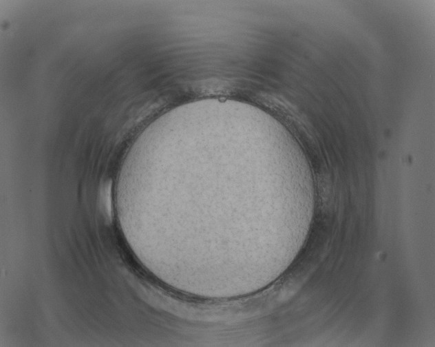 X0000076430028200610271744