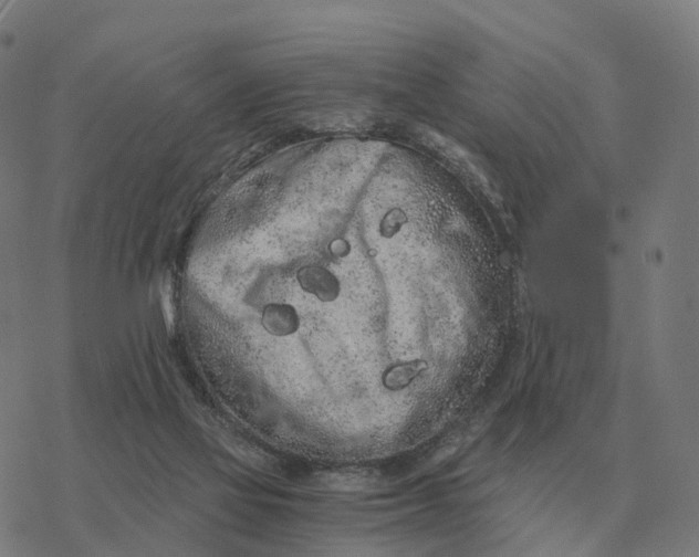 X0000076430069200610271744