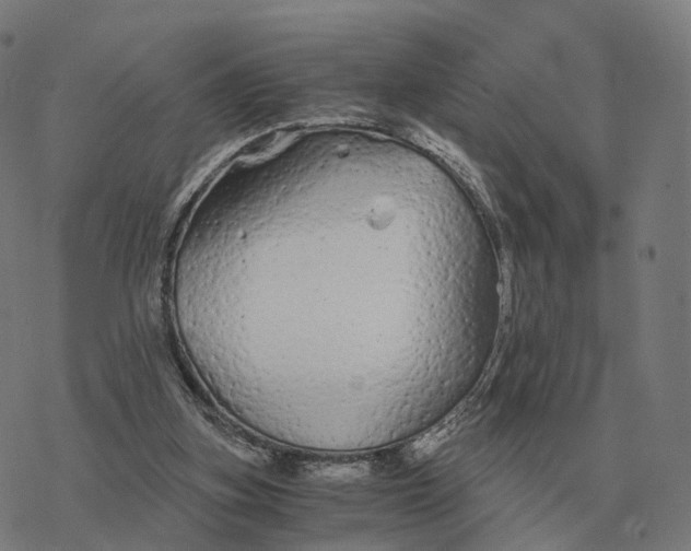 X0000076430155200610271742