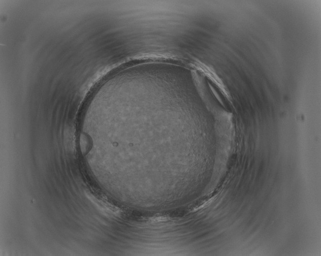 X0000076430204200610271741