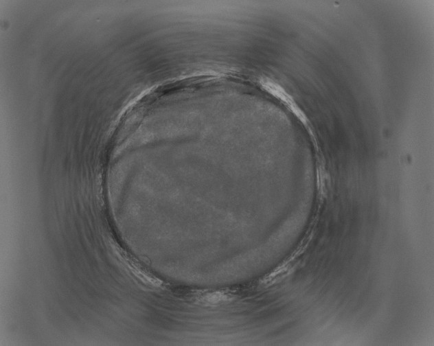 X0000076430249200610271740