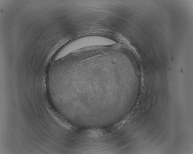 X0000076430250200610271740