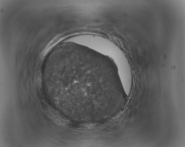 X0000076430295200610271740