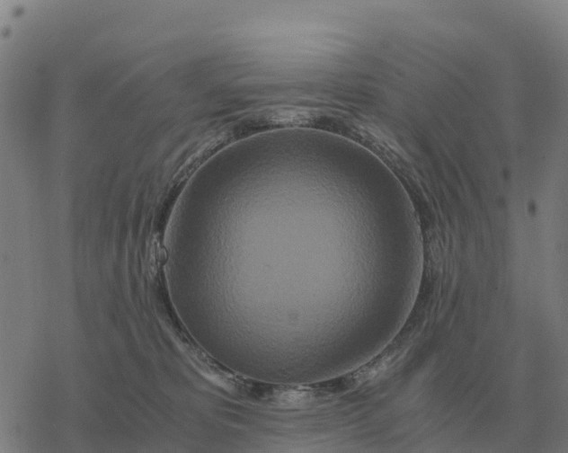 X0000076430325200610271739