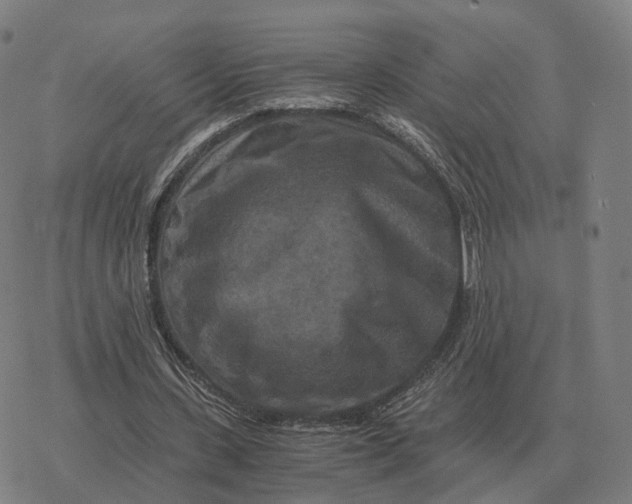 X0000076430531200610271735