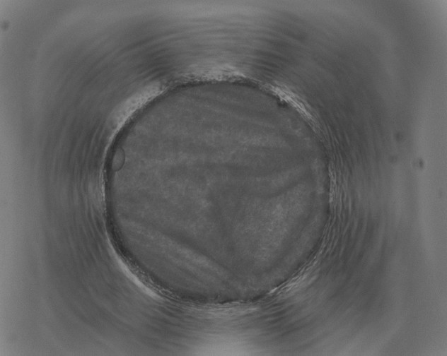 X0000076430630200610271734