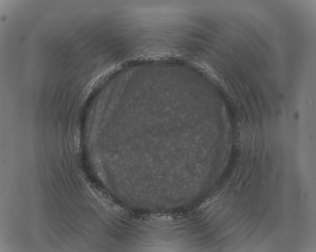 X0000076430640200610271734