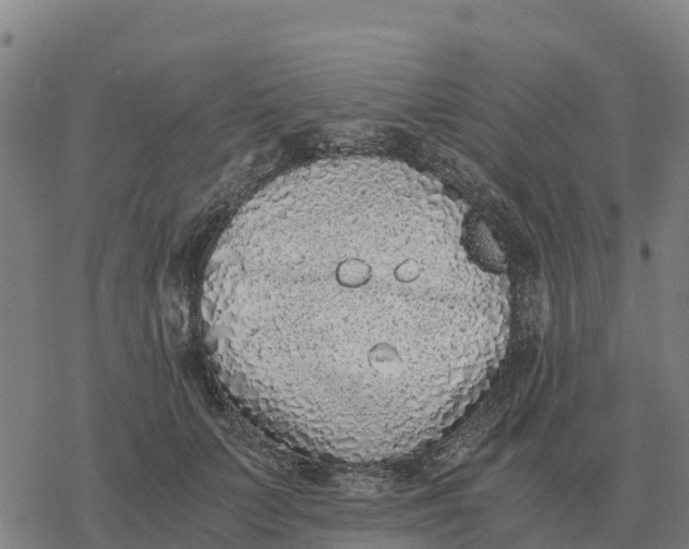 X0000076430703200610271733