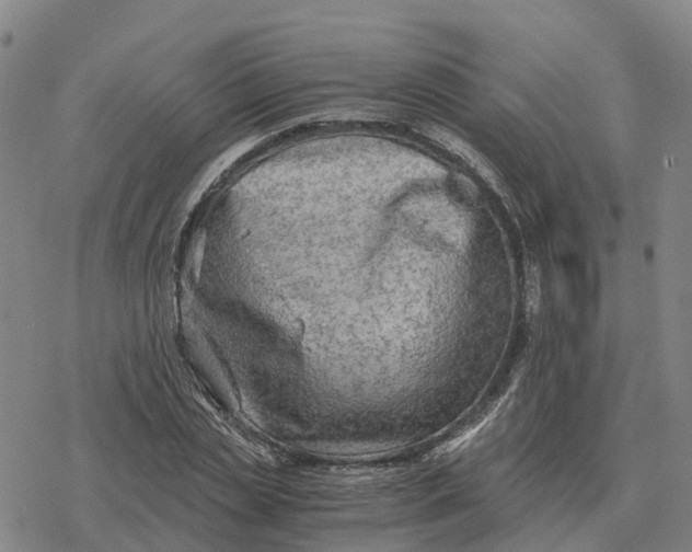 X0000076430829200610271731