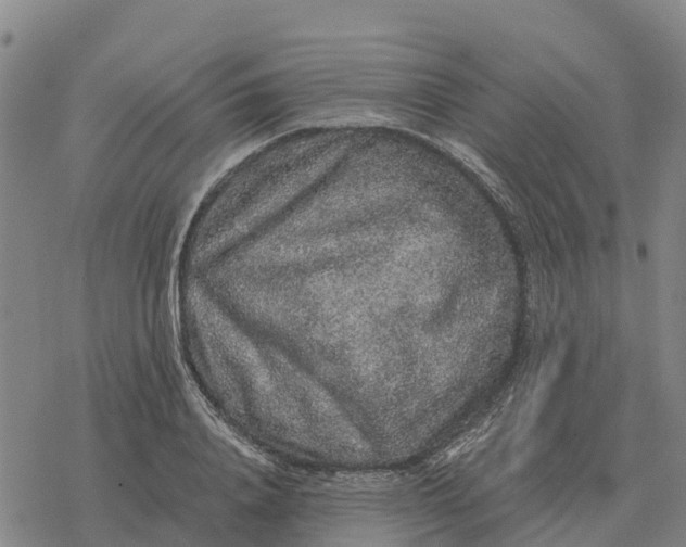 X0000076430840200610271731