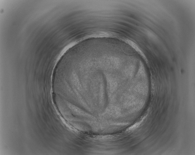 X0000076430845200610271731