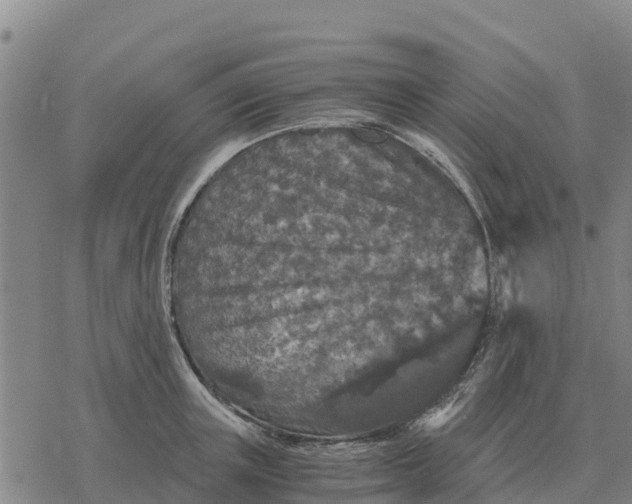 X0000076430851200610271731