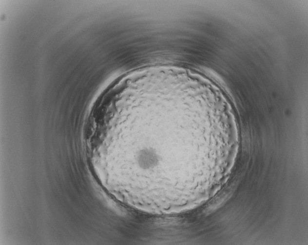 X0000076430859200610271731