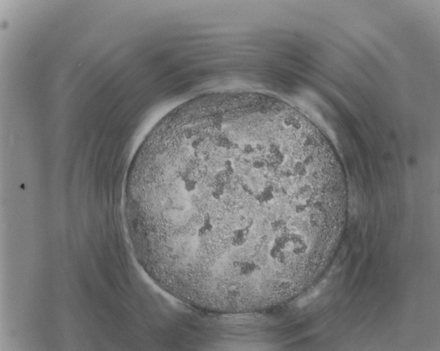 X0000076430863200610271731