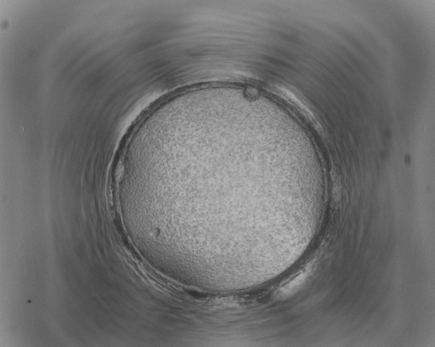 X0000076430883200610271730