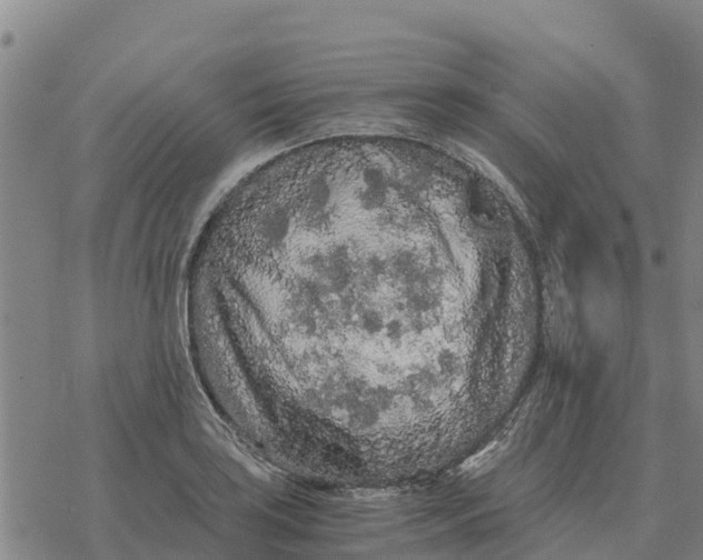 X0000076431035200610271728