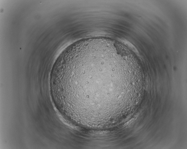 X0000076431039200610271728