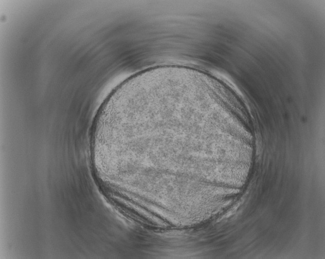 X0000076431048200610271728