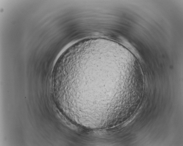 X0000076431052200610271728