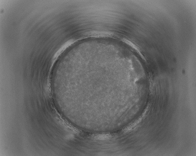 X0000076431074200610271727